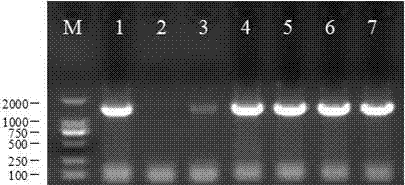 Porcine epidemic diarrhea virus and culture method and application thereof