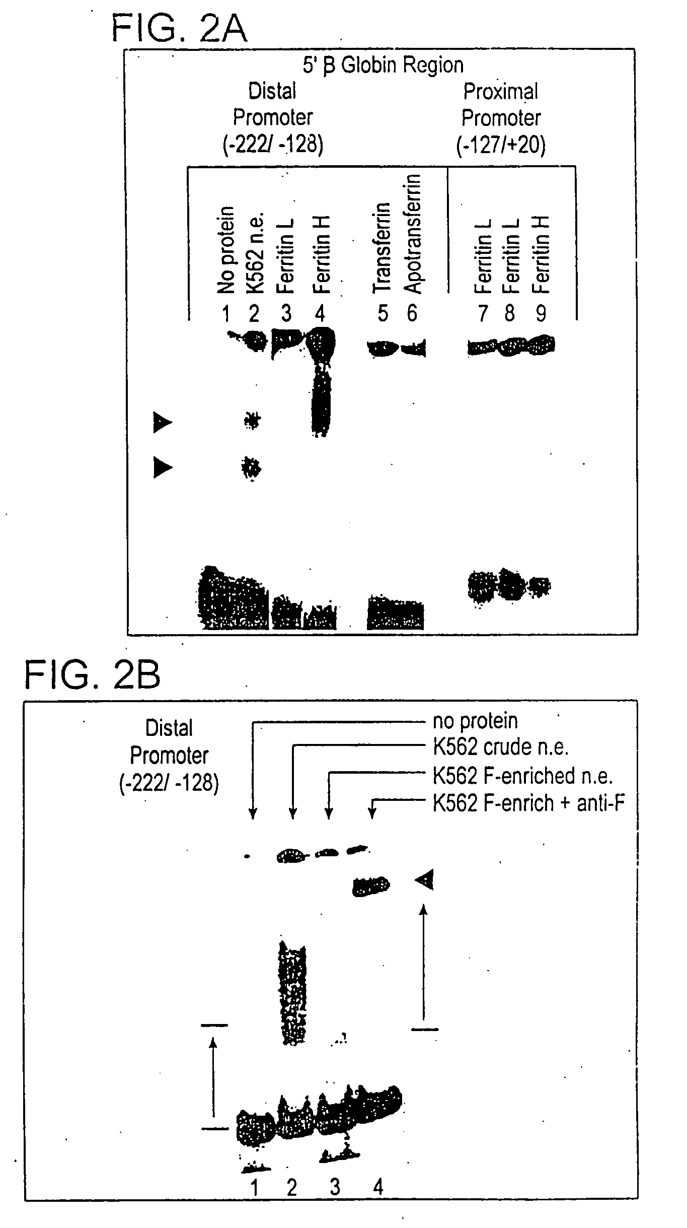 Gene regulation therapy involving ferritin