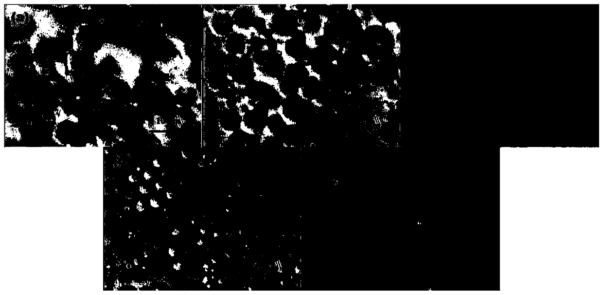 Water-in-oil emulsion, preparation method thereof and oil-based drilling fluid