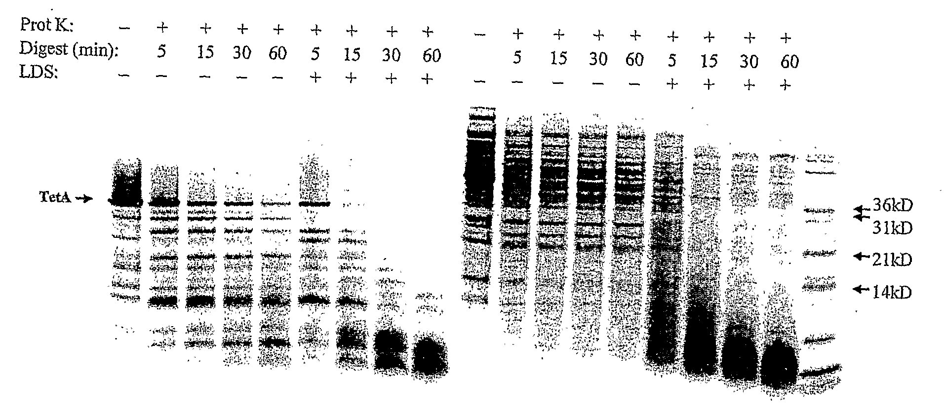 Cell-free synthesis of membrane bound polypeptides