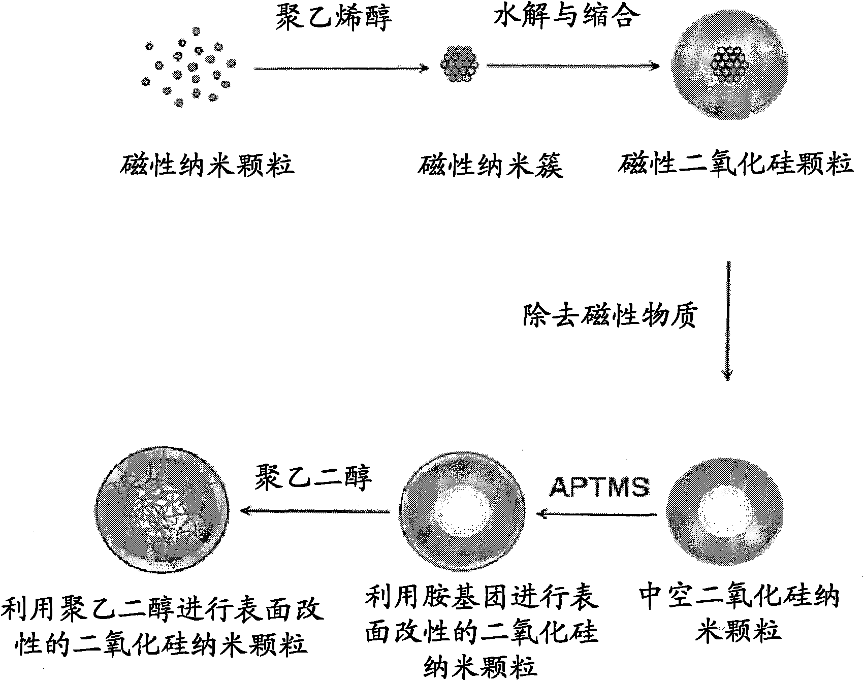 Porous hollow silica n anop articles, preparation method of the silica nanoparticles, and drug carriers and pharmaceutical composition comprising the silica nanoparticles