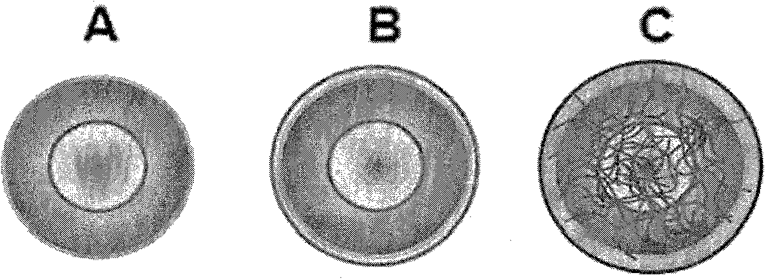 Porous hollow silica n anop articles, preparation method of the silica nanoparticles, and drug carriers and pharmaceutical composition comprising the silica nanoparticles