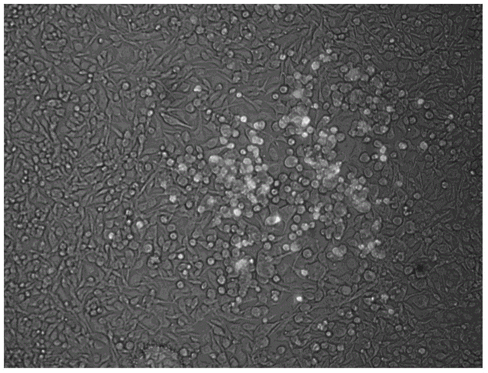 A kind of engineering cell line and its construction method and application