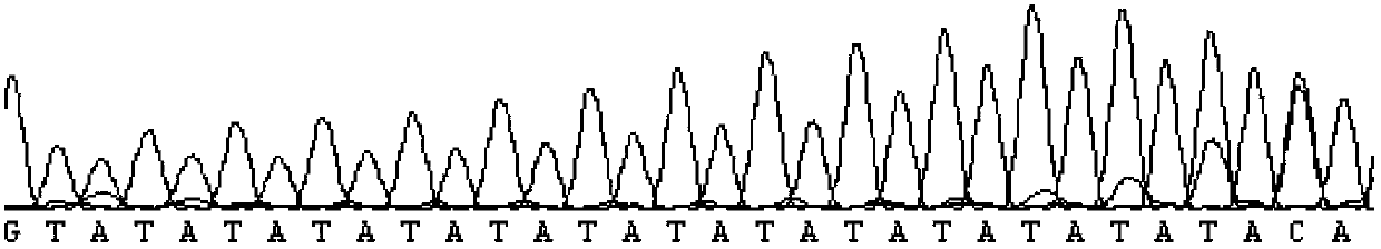 Kit for detecting estrogen acceptor alpha gene upstream TA repeated sequence, and its detection method