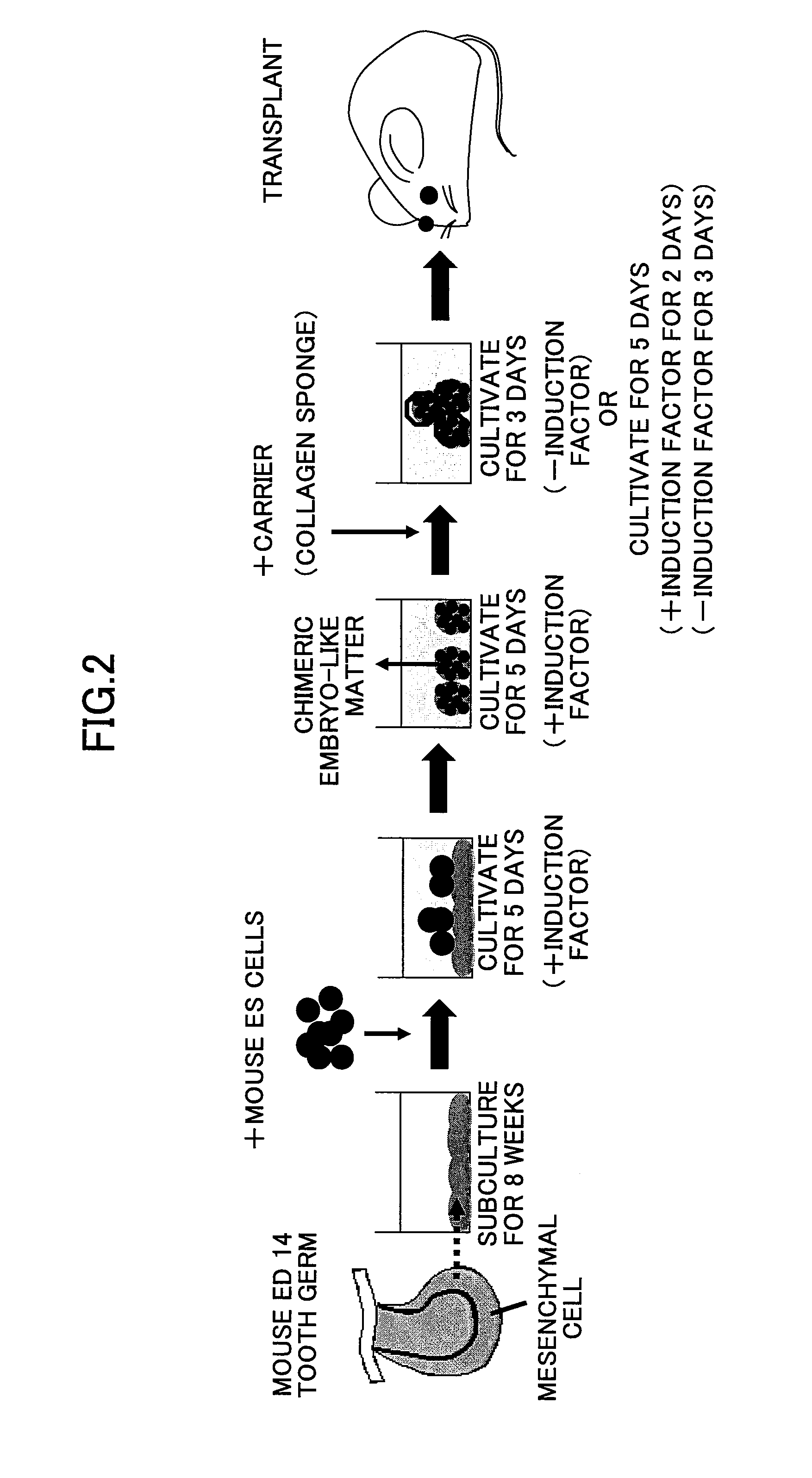 Tooth Regeneration Method