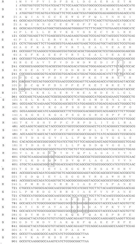 1-aminocyclopropane-1-carboxylate oxidase contained in drug-resistant barnyard grass and coding gene, mutation site and application thereof