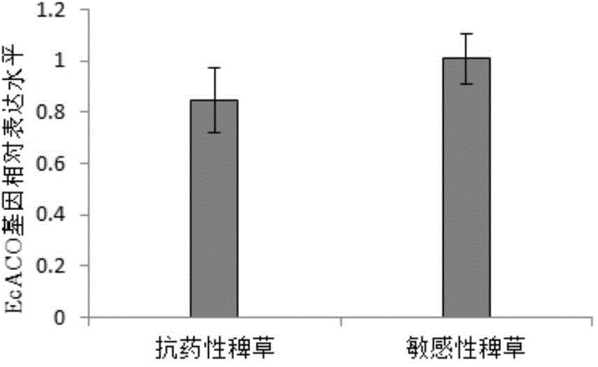 1-aminocyclopropane-1-carboxylate oxidase contained in drug-resistant barnyard grass and coding gene, mutation site and application thereof