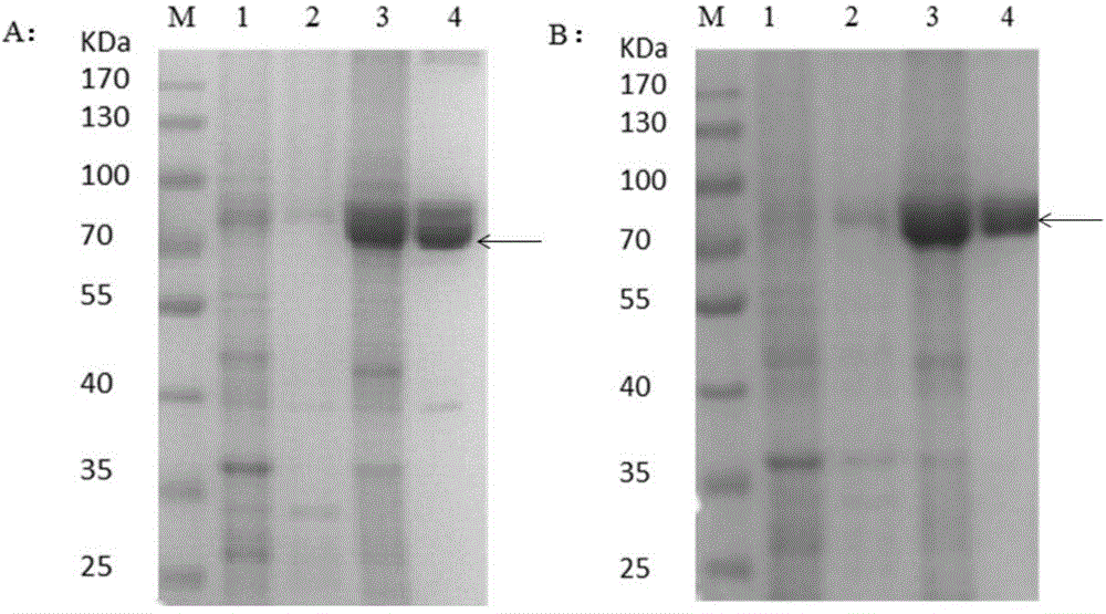 1-aminocyclopropane-1-carboxylate oxidase contained in drug-resistant barnyard grass and coding gene, mutation site and application thereof