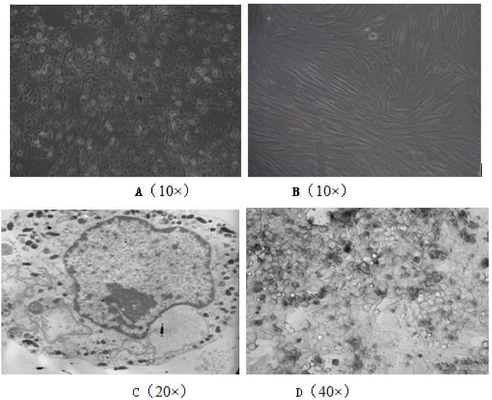 Screening method of safety and efficacy of skin antioxidants through use of a plurality of normal human skin cells