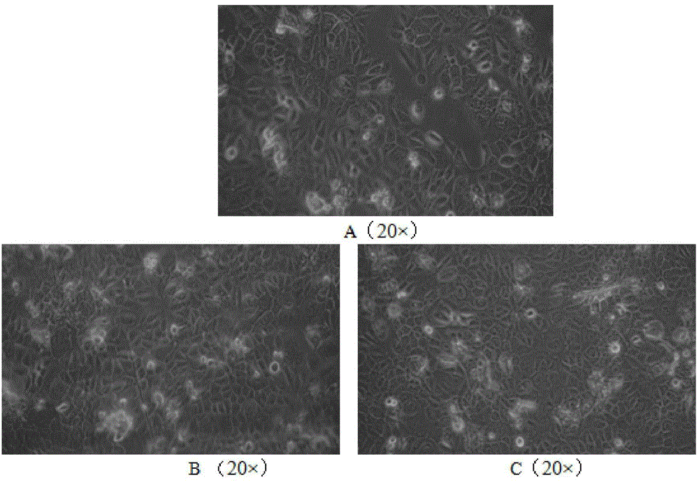 Screening method of safety and efficacy of skin antioxidants through use of a plurality of normal human skin cells