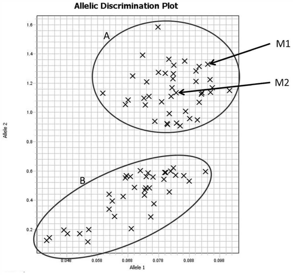 A set of molecular marker primer combinations and their application for rapid and high-throughput identification of sex traits in Torreya torreya