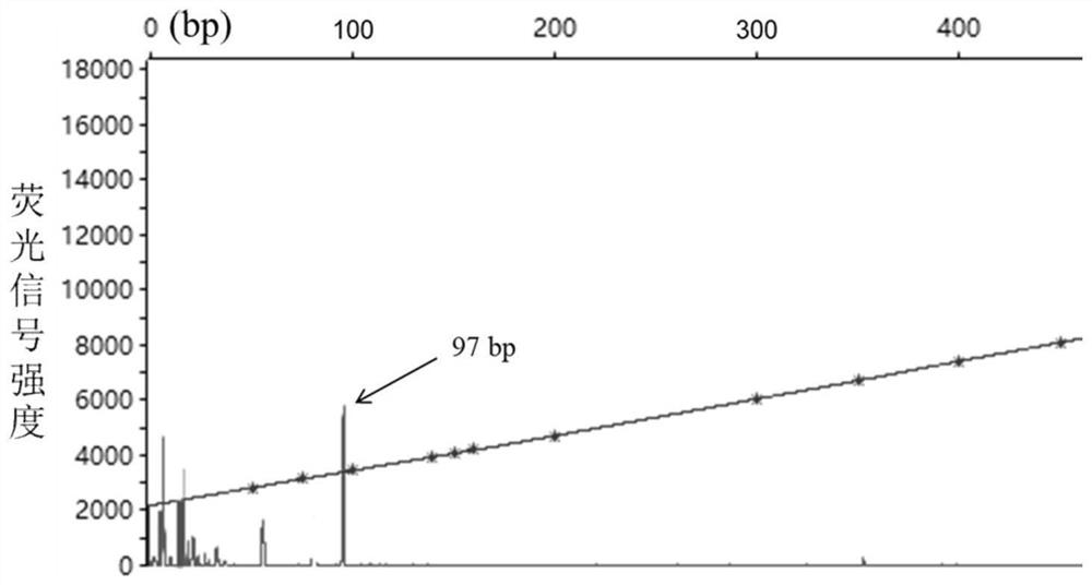 A set of molecular marker primer combinations and their application for rapid and high-throughput identification of sex traits in Torreya torreya