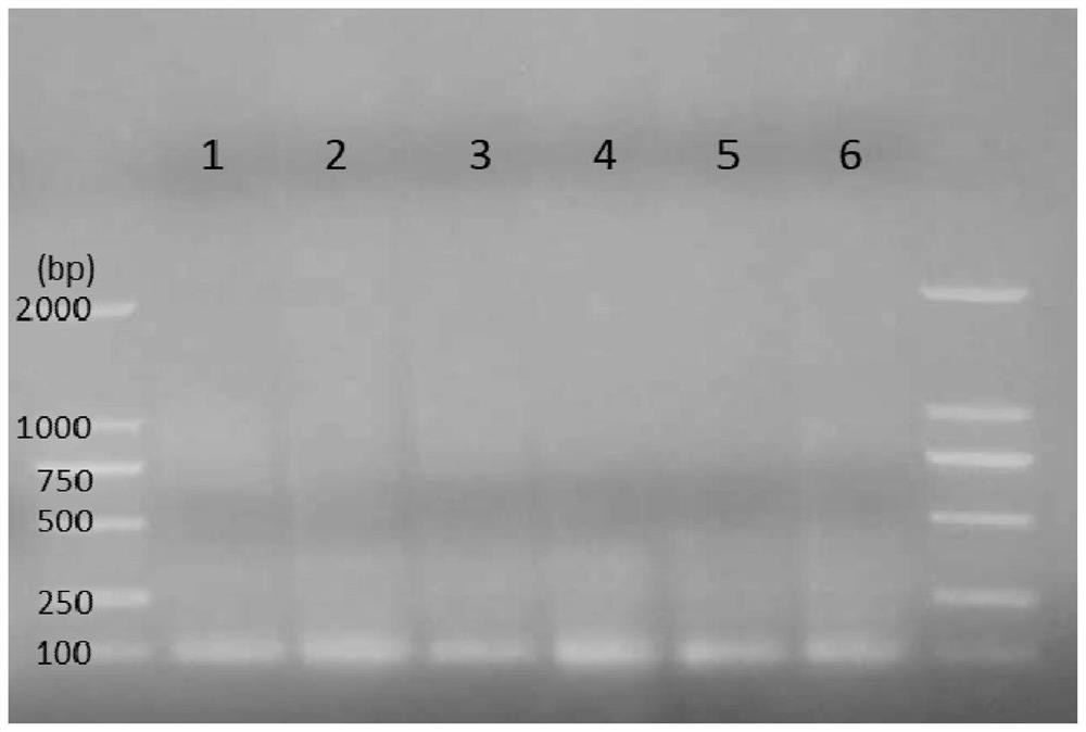 A set of molecular marker primer combinations and their application for rapid and high-throughput identification of sex traits in Torreya torreya