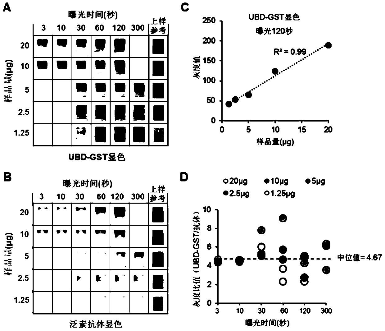 Ubiquitin chain solid phase detection method and application