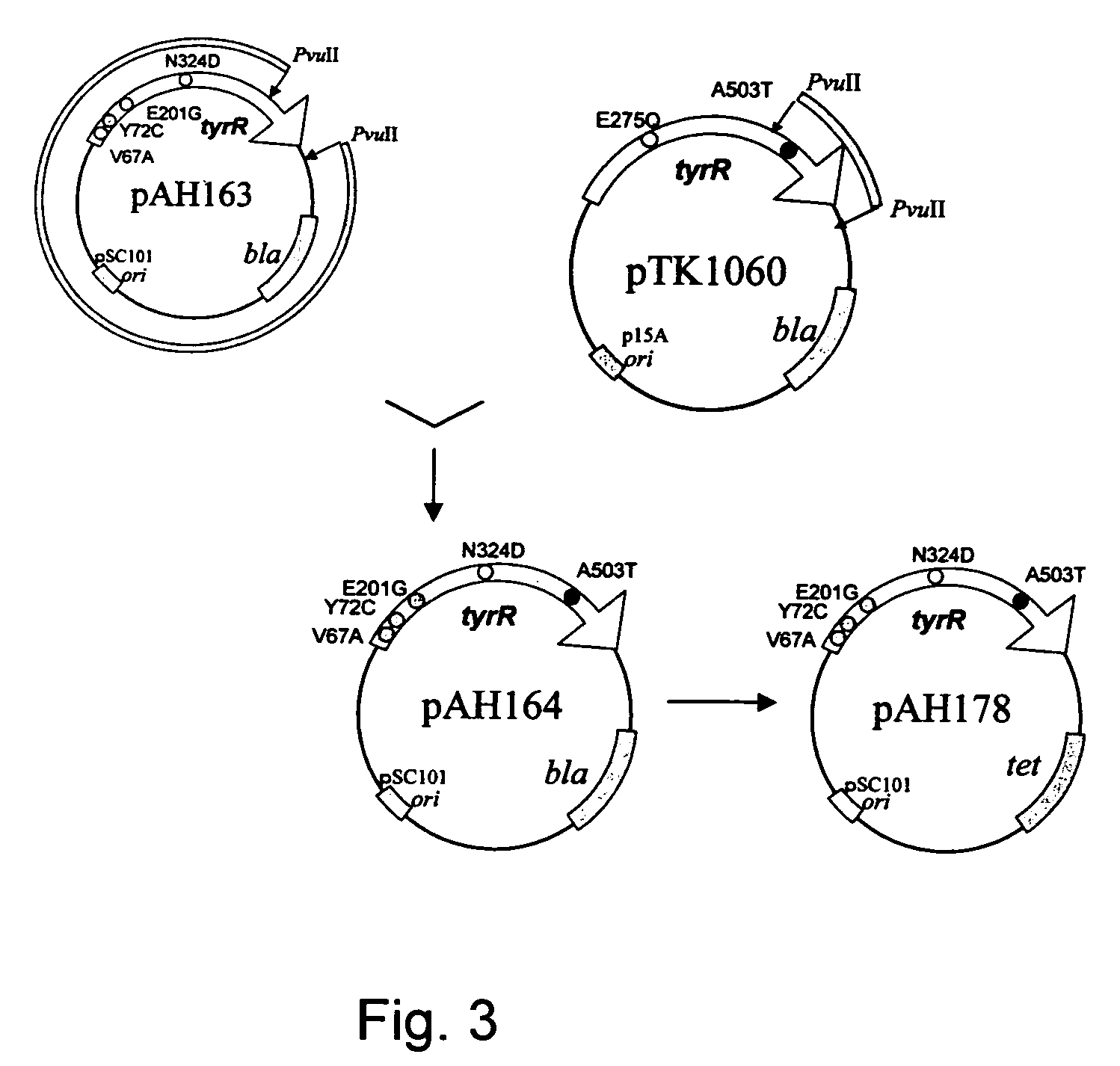 Mutant tyrosine repressor which does not require tyrosine to induce expression of the tyrosine phenol-lyase gene