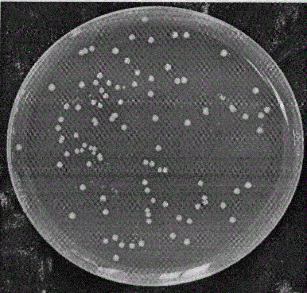 Applications of Bacteroides fragilis in animal breeding