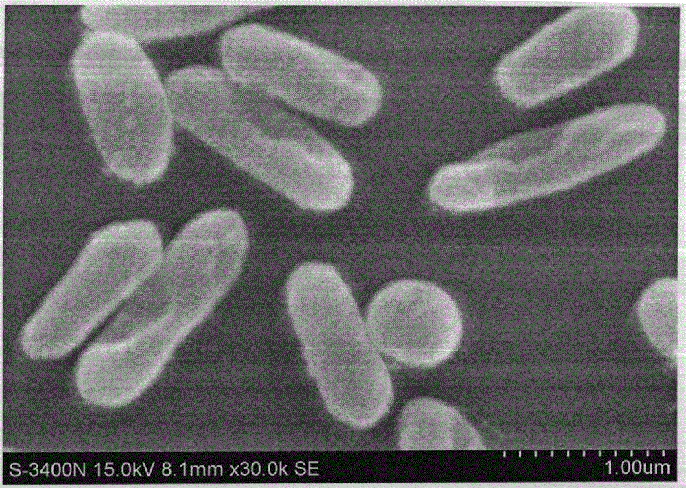 Applications of Bacteroides fragilis in animal breeding