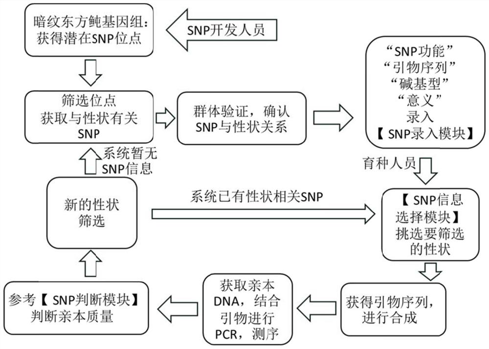 SNP Molecular Markers in Puffer Puffer Obscura and Its Application in Genetic Breeding