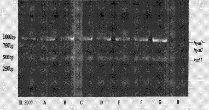 Bovine capsular serotype A Pasteurella mutocida, validation identification and application thereof