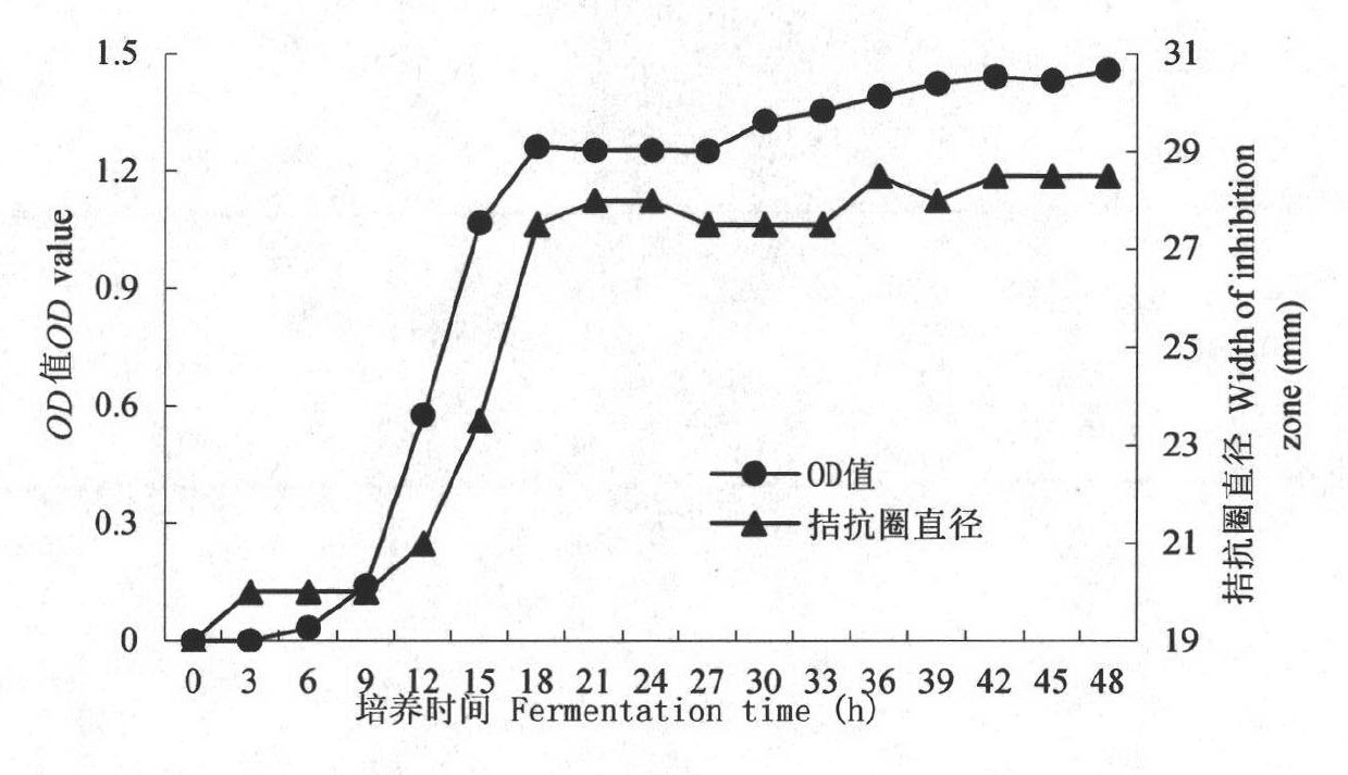 Application of BZ6-1 bacterial strain in preparing drugs for treating plant peanut bacterial wilt