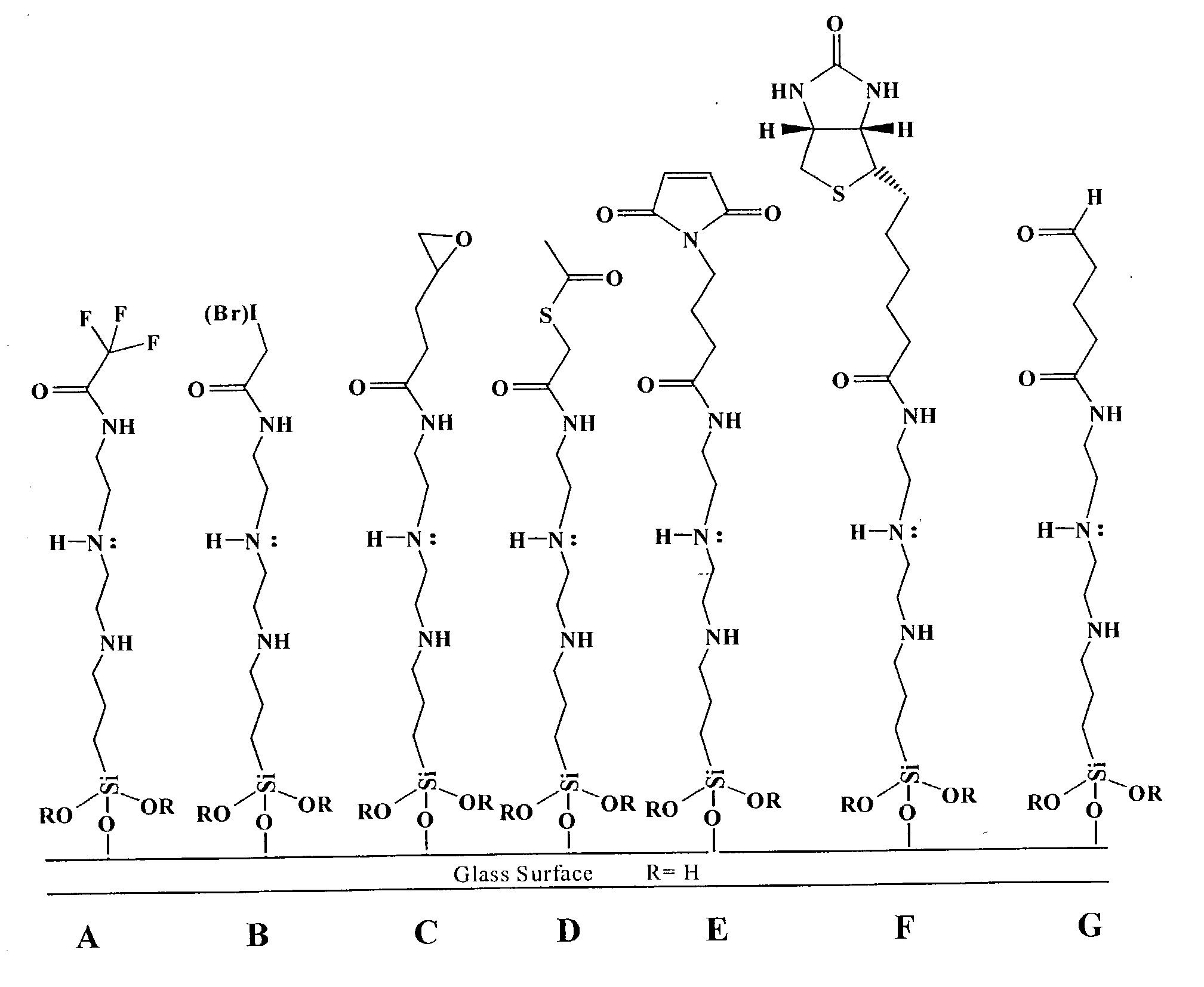 Supports treated with triamine for immobilizing biomolecules