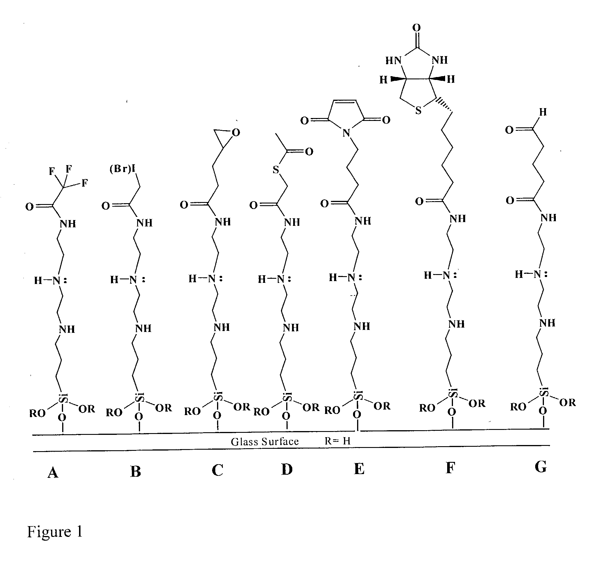 Supports treated with triamine for immobilizing biomolecules