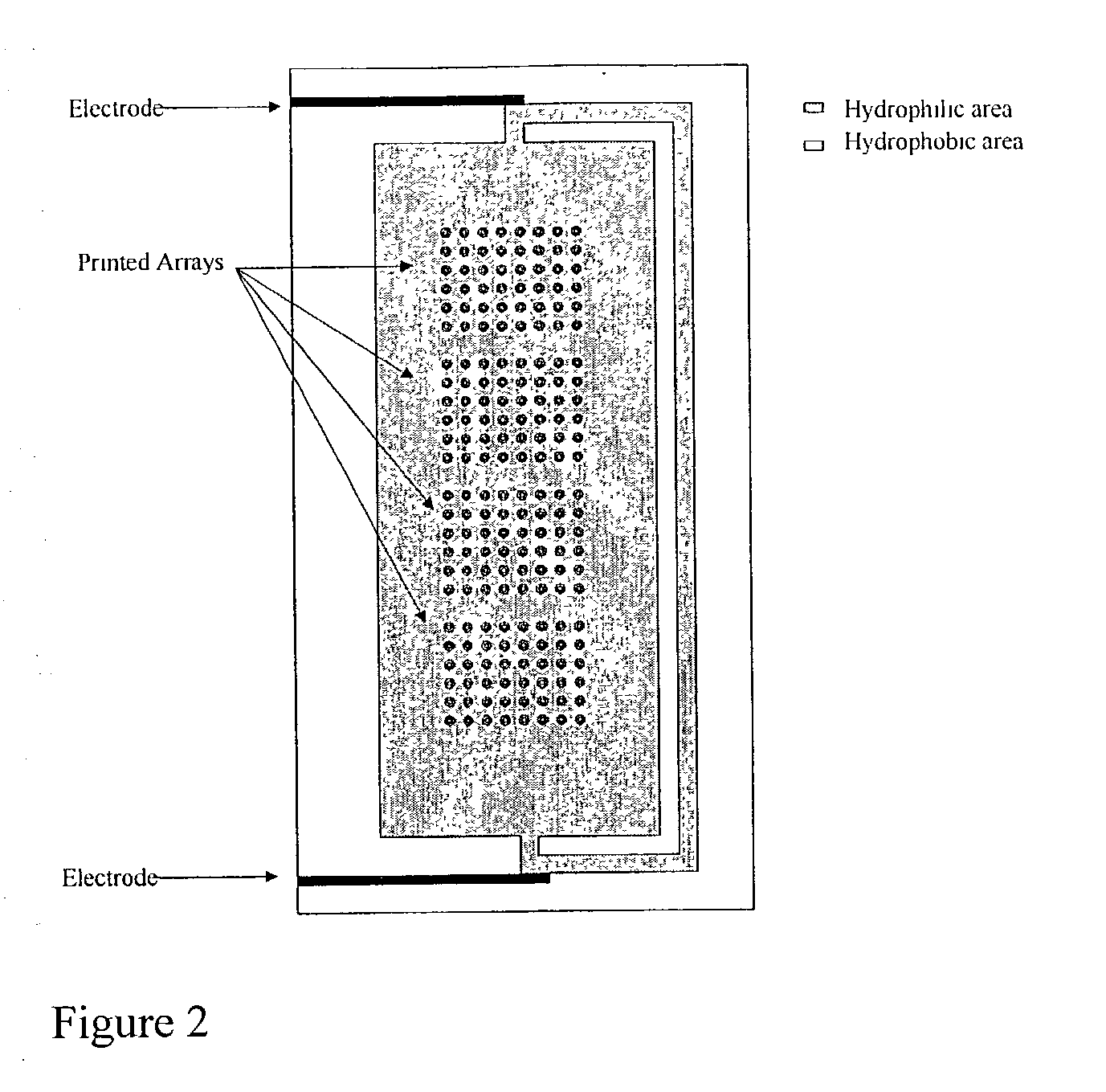 Supports treated with triamine for immobilizing biomolecules