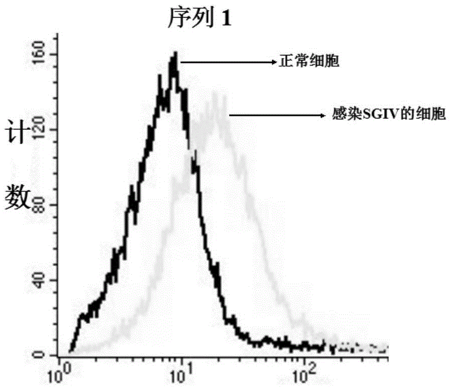 DNA (Deoxyribose Nucleic Acid) aptamer for detecting grouper iridovirus infection, as well as screening method and application of DNA aptamer