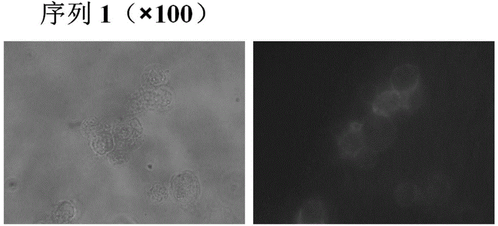 DNA (Deoxyribose Nucleic Acid) aptamer for detecting grouper iridovirus infection, as well as screening method and application of DNA aptamer