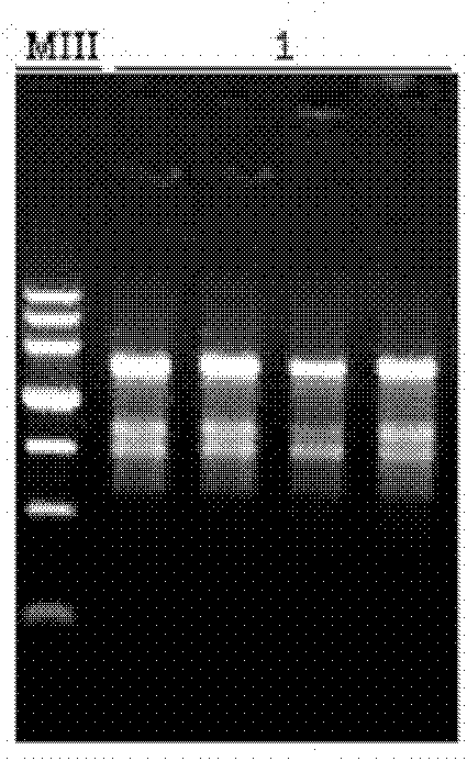 Method for extracting total ribonucleic acid from plants with polysaccharide and polyphenol by using silica membrane