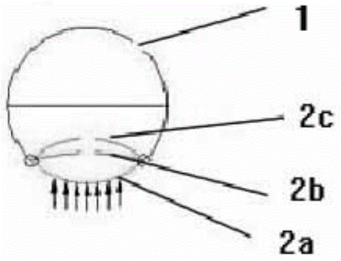 An imitation tracheal stent installed in the trachea