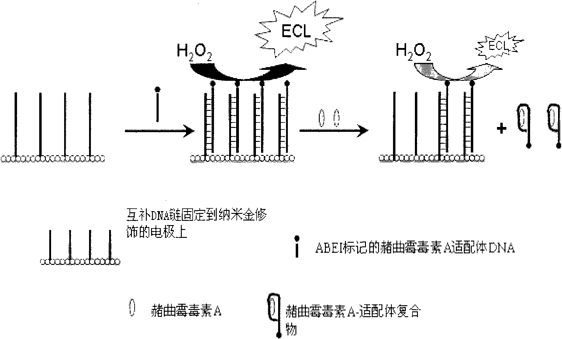 Method for detecting ochratoxin A by using electrochemical luminous adaptor sensor