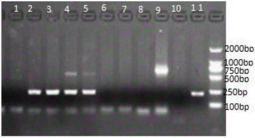 Quantitative determination method for donkey and bovine derived ingredients in colla corii asini liquid semi-finished product or finished product, composition and kit