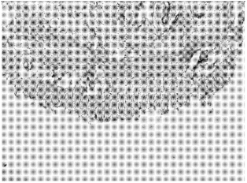 Anti-tumor effective part of traditional Chinese medicine lespedeza as well as preparation method and application thereof