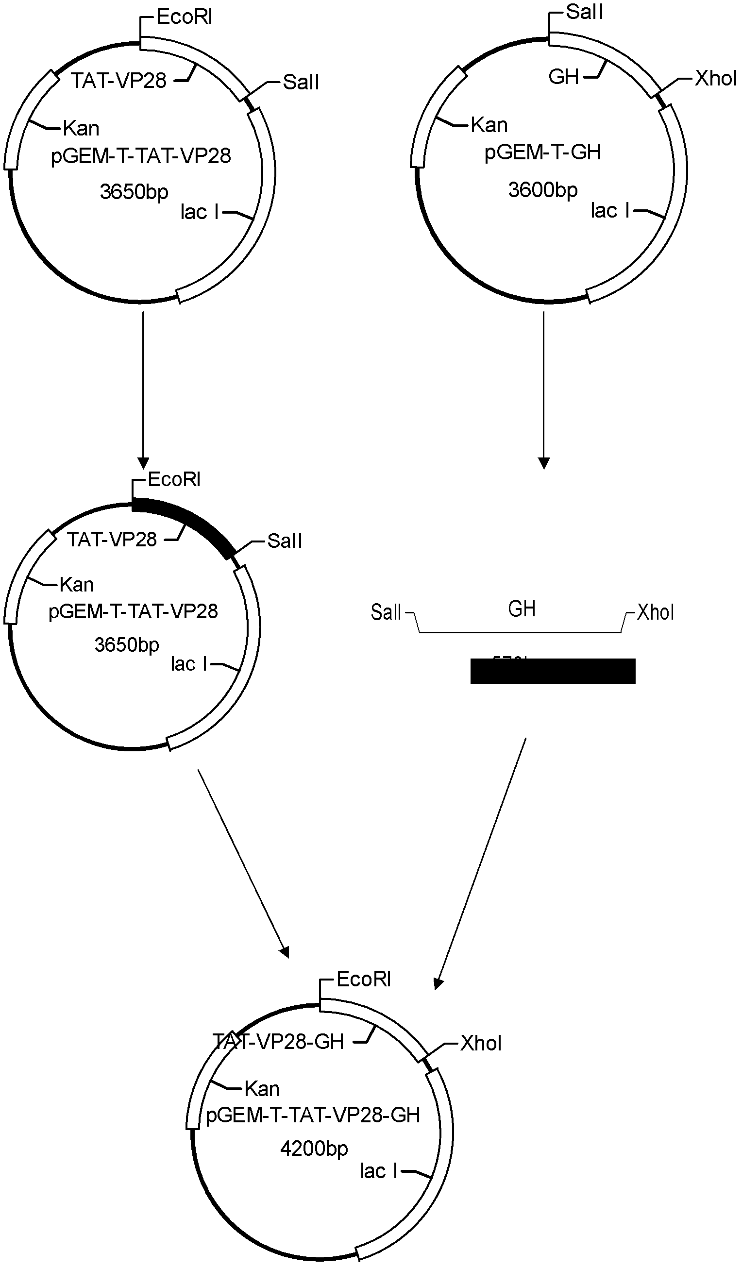 Genetic engineering protein TAT-VP28-GH capable of resisting white spot syndrome virus (WSSV) as well as preparation and application thereof