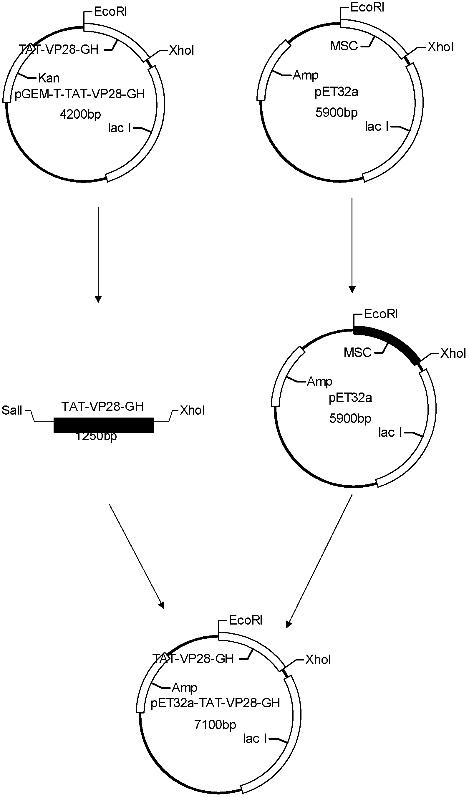 Genetic engineering protein TAT-VP28-GH capable of resisting white spot syndrome virus (WSSV) as well as preparation and application thereof