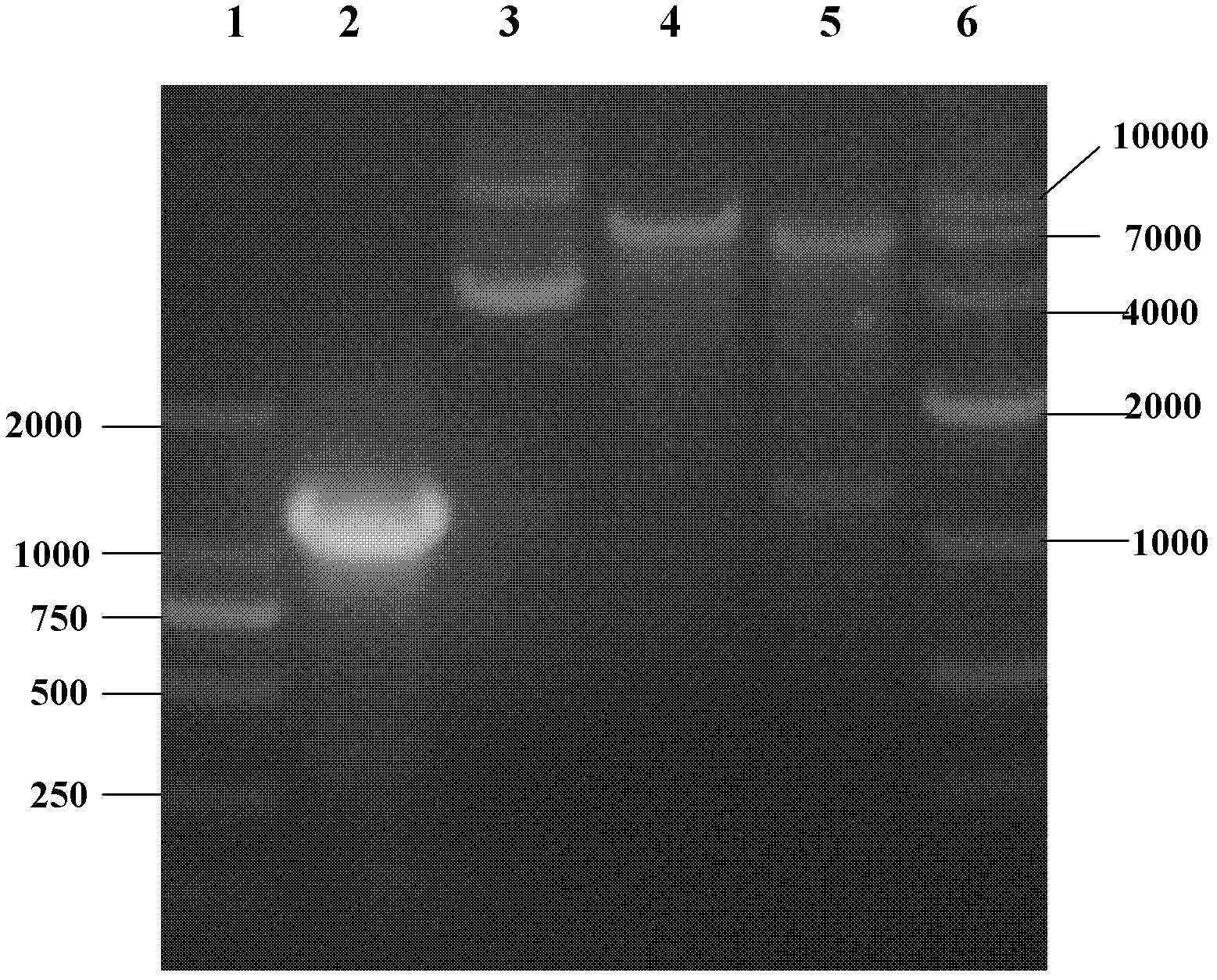 Genetic engineering protein TAT-VP28-GH capable of resisting white spot syndrome virus (WSSV) as well as preparation and application thereof