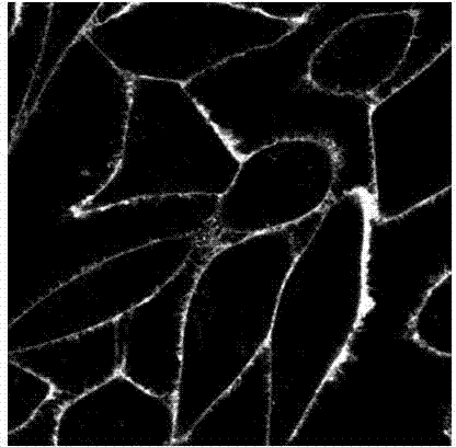 Fluorescent probe for marking and tracking cytoplasmic membranes and preparation method of fluorescent probe