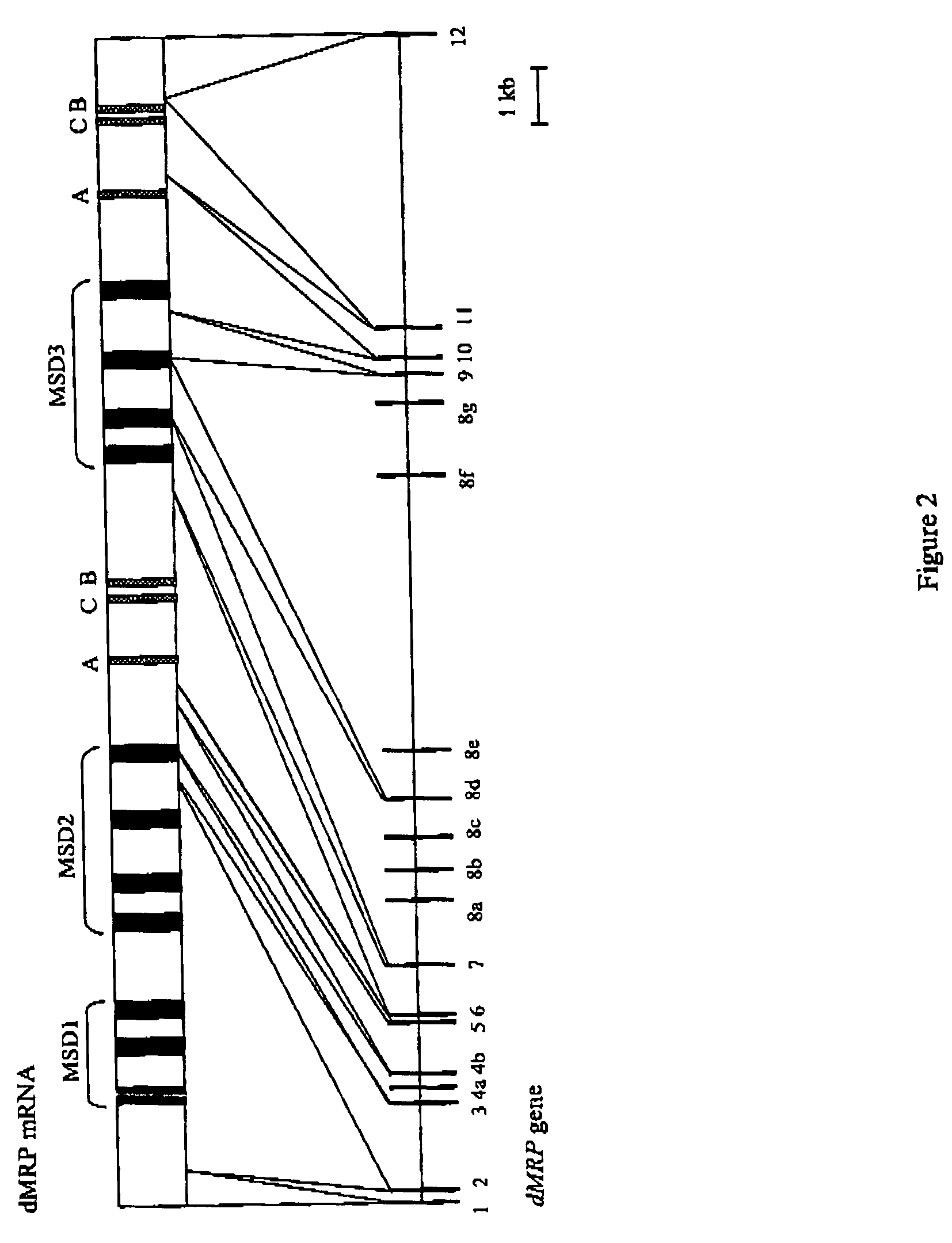 Multidrug resistance proteins in <i>Drosophila </i>and <i>Anopheles</i>