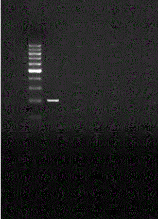 Constant-temperature detection method and kit for instantly detecting listeria monocytogenes