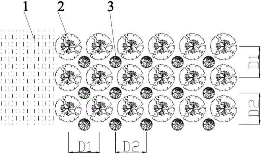 Mixed planting method for improving carbon fixation capability of mangrove forest vegetation