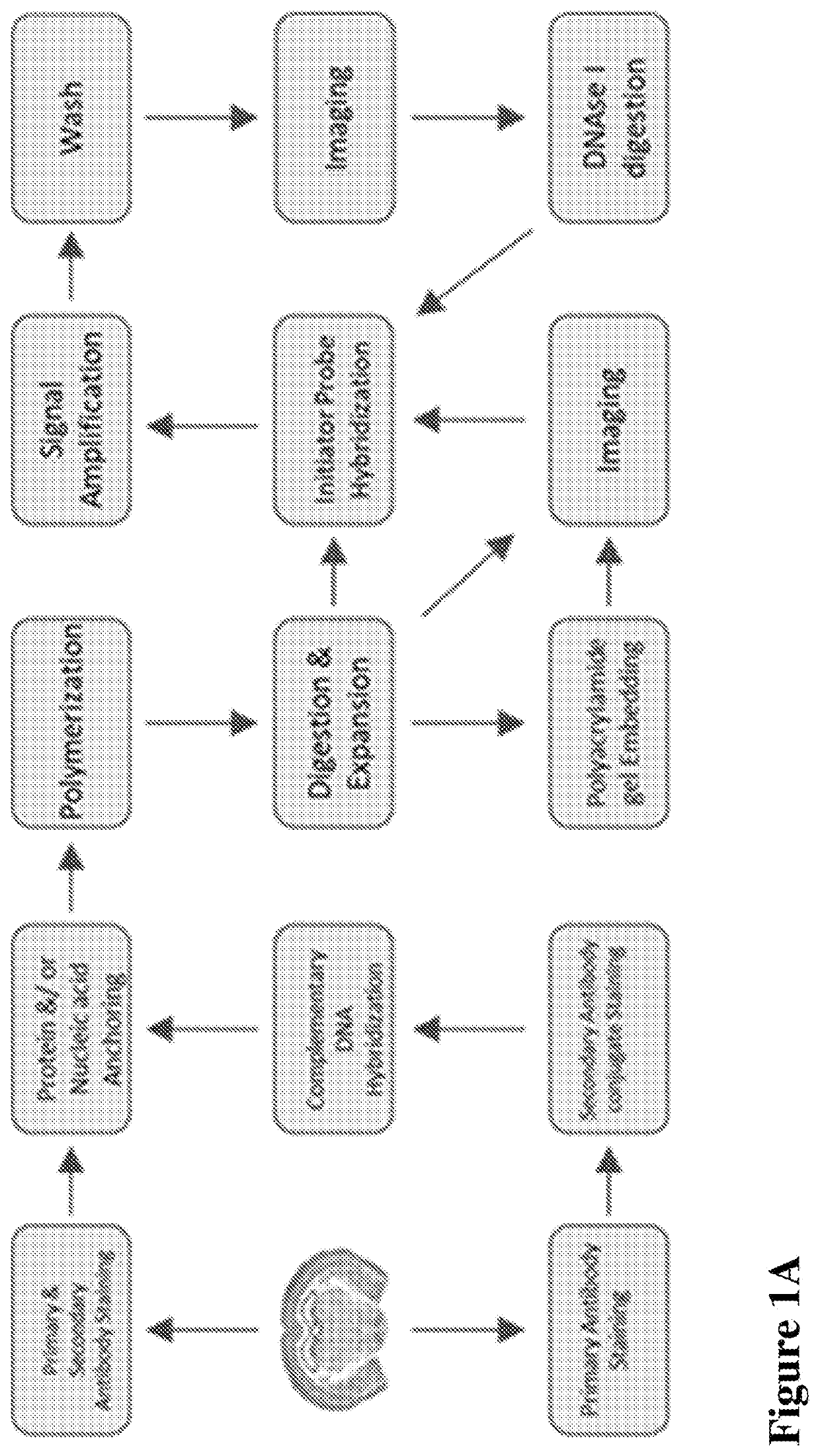 Multiplexed in situ hybridization of tissue sections for spatially resolved transcriptomics with expansion microscopy