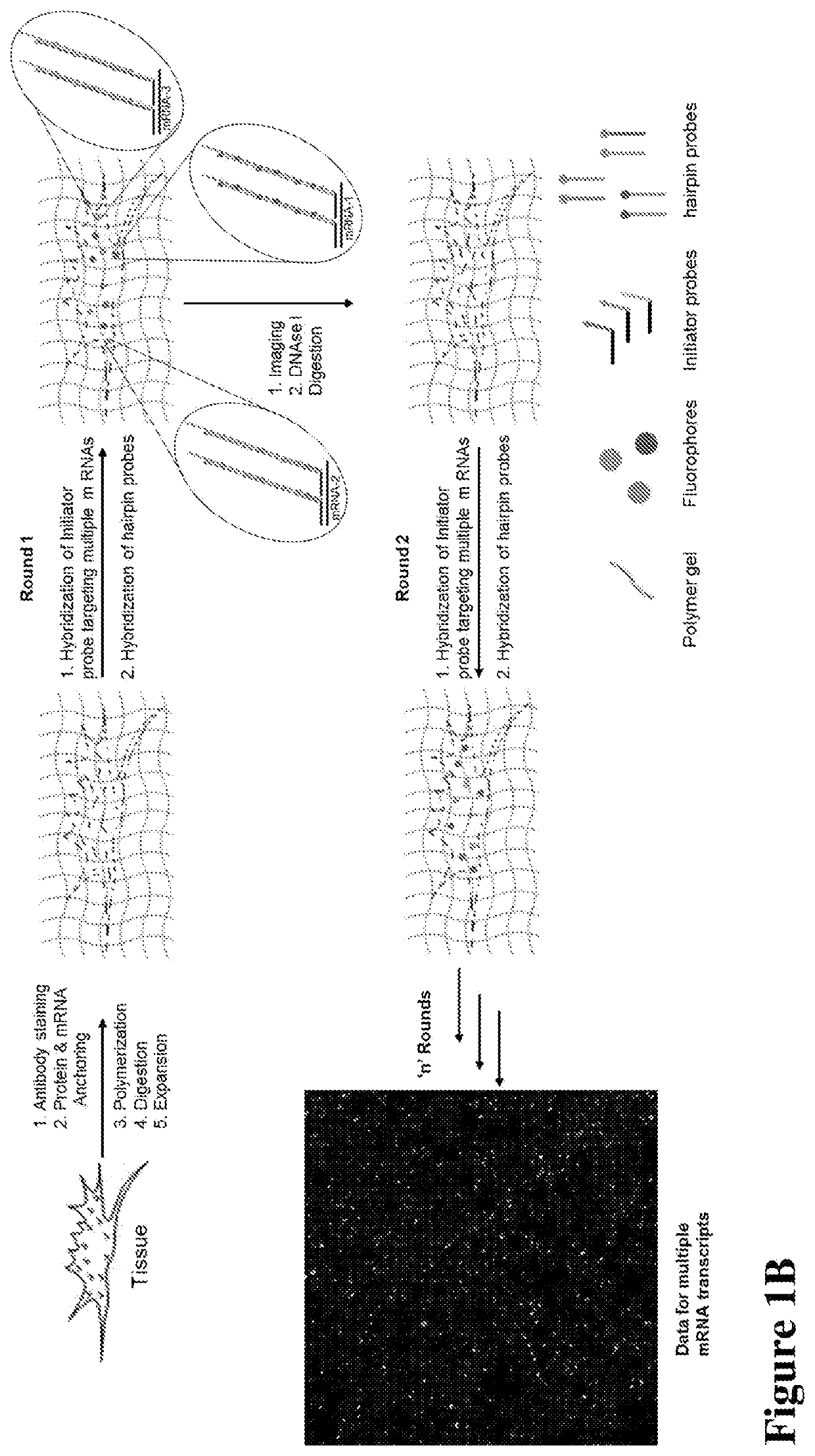 Multiplexed in situ hybridization of tissue sections for spatially resolved transcriptomics with expansion microscopy