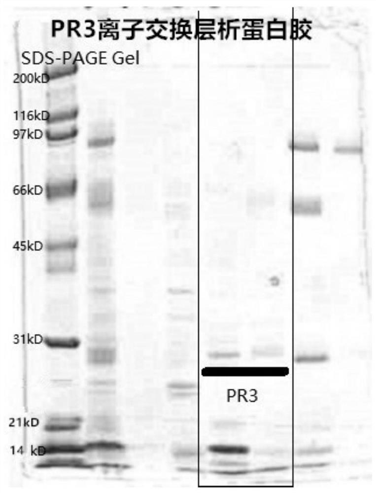 A method for isolating and purifying native protease 3 from azurophilic granules of human blood neutrophils