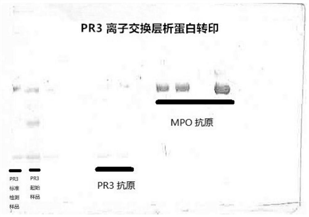 A method for isolating and purifying native protease 3 from azurophilic granules of human blood neutrophils