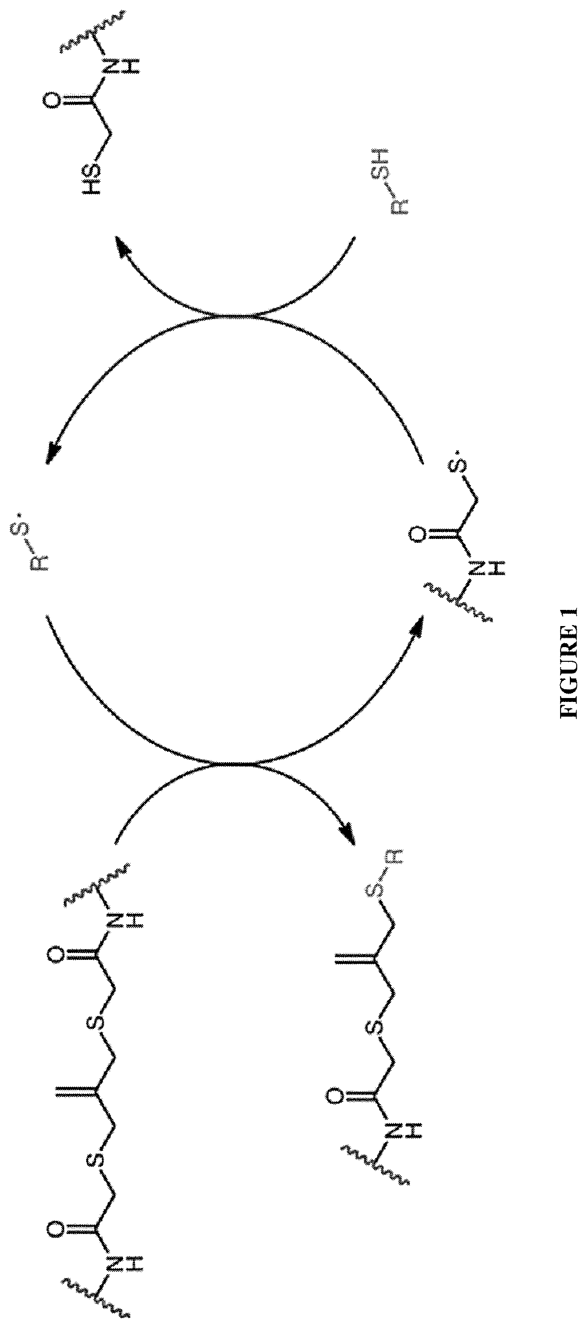 Amplified photodegradation of hydrogels and methods of producing the same