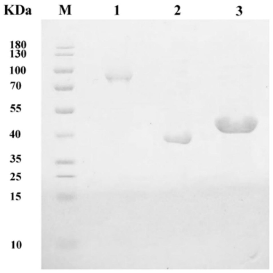 Alginate lyase alypl17, truncated body and application thereof