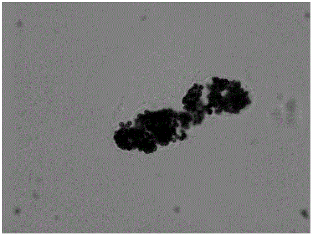 A kind of method for suppressing the bloom of Cyanophyta Microcystis