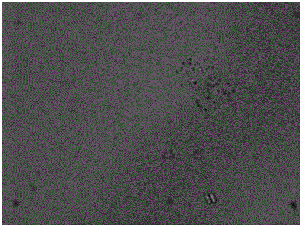 A kind of method for suppressing the bloom of Cyanophyta Microcystis