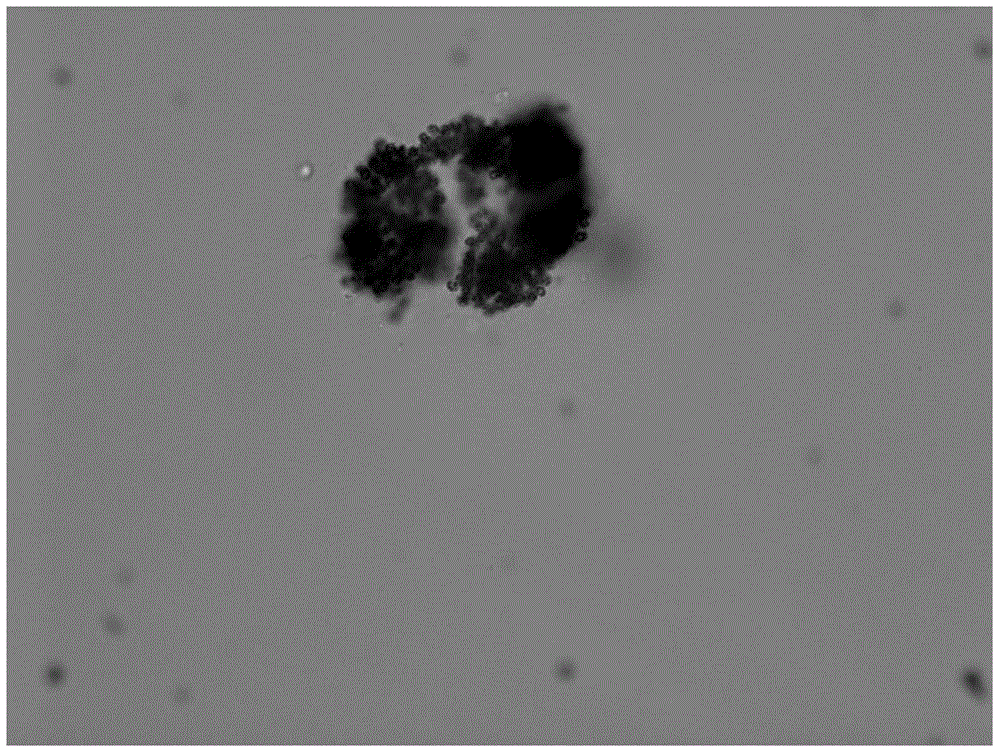 A kind of method for suppressing the bloom of Cyanophyta Microcystis